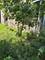 1449 S Spaulding, Chicago, IL 60623