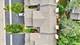 228 Charlotte, Cary, IL 60013