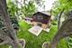 117 York, Naperville, IL 60540