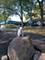 5544 E Lake Unit 76-D, Lisle, IL 60532