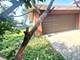 3000 W 38th, Chicago, IL 60632
