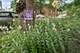 3845 W Altgeld Unit G, Chicago, IL 60647