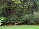 1986 Camphill, Inverness, IL 60067