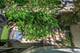 1934 N Cleveland, Chicago, IL 60614