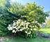 215 Chasse, St. Charles, IL 60174