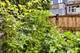 2029 W George, Chicago, IL 60618