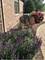16157 Syd Creek, Homer Glen, IL 60491
