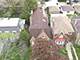 5919 N Bernard, Chicago, IL 60659