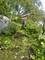 18621 Morris, Homewood, IL 60430
