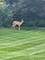 976 Highland, Glen Ellyn, IL 60137
