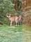 117 Stone Marsh, North Barrington, IL 60010