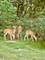 117 Stone Marsh, North Barrington, IL 60010