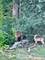 117 Stone Marsh, North Barrington, IL 60010