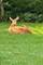 2105 Bent Tree, Geneva, IL 60134