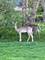 1004 N Harrison, Algonquin, IL 60102