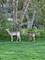 1004 N Harrison, Algonquin, IL 60102