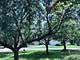 20952 W Olive, Plainfield, IL 60544