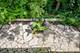 327 Marshman, Highland Park, IL 60035