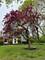 5544 Oak Grove, Long Grove, IL 60047