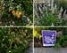 2922 N 75th, Elmwood Park, IL 60707