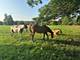 118 Brookbridge, Trout Valley, IL 60013