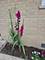 570 W Crockett, Elmhurst, IL 60126
