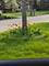 570 W Crockett, Elmhurst, IL 60126