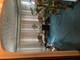 8633 S Ada, Chicago, IL 60620
