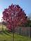 455 Rosewood Unit -, Lindenhurst, IL 60046
