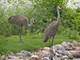 24092 W Old Oak, Mundelein, IL 60060