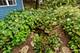 203 Parkside, Oswego, IL 60543